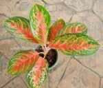 AGLAONEMA " Star Plus " - Image 2