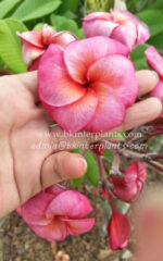 Plumeria " San Wan Tap Tim " - Image 2