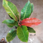 Philodendron Red Sunlight Variegated - Image 2