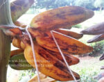 Musa Banana " Phama Kak Kuk "