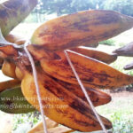 Musa Banana " Phama Kak Kuk "