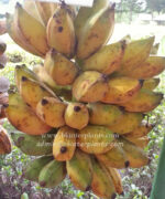 Musa Banana " KLUAI Nam Wa Giant " - Image 2