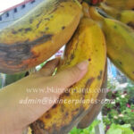 Musa Banana " Kluai Teparod "