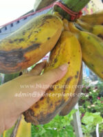 Musa Banana " Kluai Teparod "