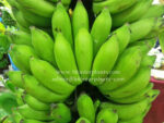 Musa Banana " Sao Kratuep Ho " - Image 2