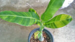 Musa Banana " Chaing Rai Variegated " - Image 2