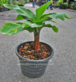 Musa Banana " Cavendish Super Dwarf  " - Image 6