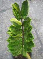 Zamioculcas zamifolia Variegated - Image 2