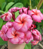 Plumeria " San Wan Tap Tim " - Image 3