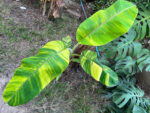 Musa Banana Ice Cream Variegated - Image 2
