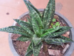 Sansevieria " FUTORA " - Image 3