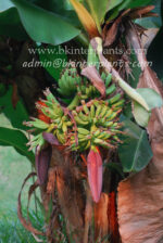 Musa " Mahoy " - Image 2