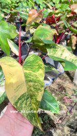 10 Plants Philodendron Strawberry Shake Variegated - Image 4