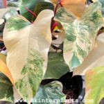 10 Plants Philodendron Strawberry Shake Variegated