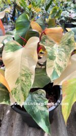10 Plants Philodendron Strawberry Shake Variegated
