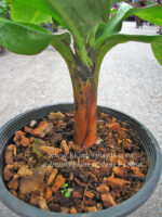 Musa Banana " Cavendish Super Dwarf  " - Image 5