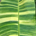 Musa Banana " TA NEE Variegated "