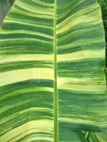 Musa Banana " TA NEE Variegated "