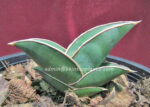 Sansevieria " Lav.24977 " - Image 3