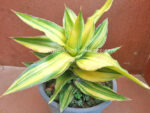 Sansevieria " Aborance Yellow Vareigated " - Image 3