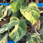 Monstera Aurea Variegated 1 Leaf