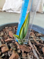 Sansevieria " Zabarica Vareigated " - Image 3