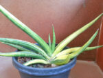 Sansevieria " PATENS Yellow Vareigated " - Image 3