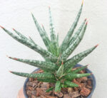 Sansevieria " Francisii " - Image 2