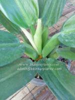 Philodendron Fat Branch