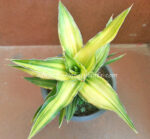 Sansevieria " Aborance Yellow Vareigated " - Image 2