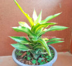 Sansevieria " Aborance Yellow Vareigated " - Image 5
