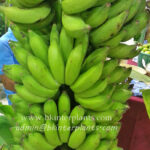 Musa Banana " Sao Kratuep Ho "