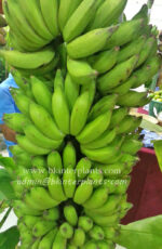 Musa Banana " Sao Kratuep Ho "