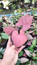 Syngonium Hybrid Oam Nak Red - Image 3