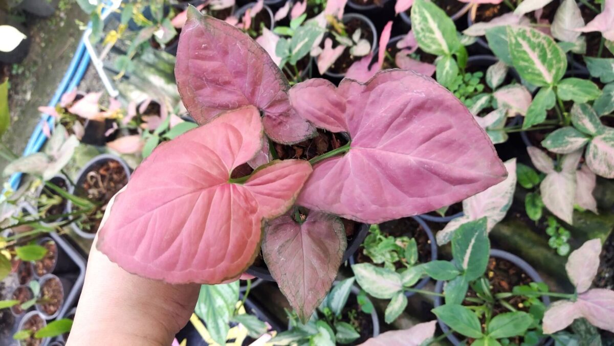 Syngonium Hybrid Oam Nak Red - Image 2