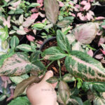 Syngonium Pink Hybrid