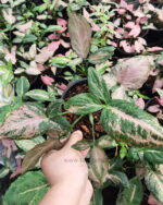 Syngonium Pink Hybrid
