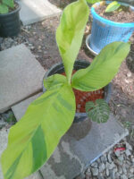 Musa ‘Sapientum Linn. 'Kluai Khai'’ Variegated - Image 3