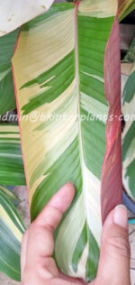 Calathea Lutea Pink Leaf Variegated - Image 6
