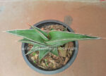 Sansevieria " Draft Samuria " - Image 2