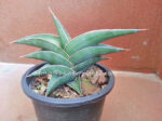 Sansevieria " Draft Samuria "