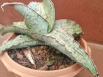 Sansevieria " Silver Blue " - Image 3