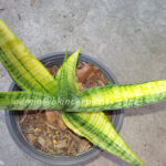 Sansevieria " Golden Silk Yellow Vareigated "