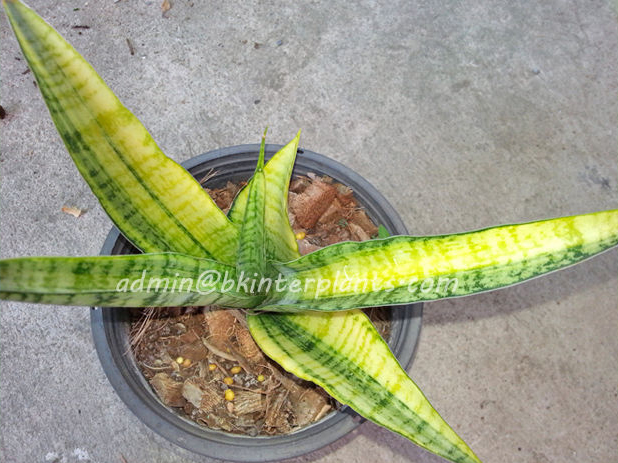 571_2.jpg Sansevieria " Golden Silk Yellow Vareigated " - Image 1