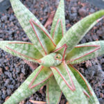 Sansevieria " Bollyii Star "