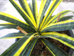 Sansevieria " Javanica Yellow Vareigated "