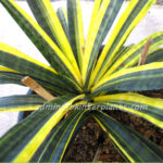 Sansevieria " Javanica Yellow Vareigated "