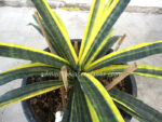 Sansevieria " Javanica Yellow Vareigated " - Image 2