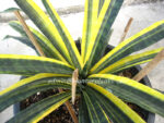 Sansevieria " Javanica Yellow Vareigated " - Image 3