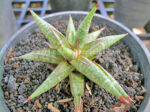 Sansevieria " Bollyii Star " - Image 3